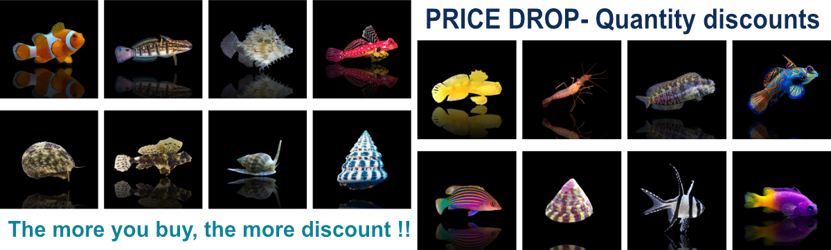 Reeffishcenter Price Drop